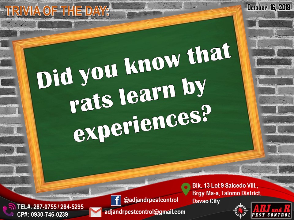 Did you know that rats learn by experiences? Rats are psychologically ...