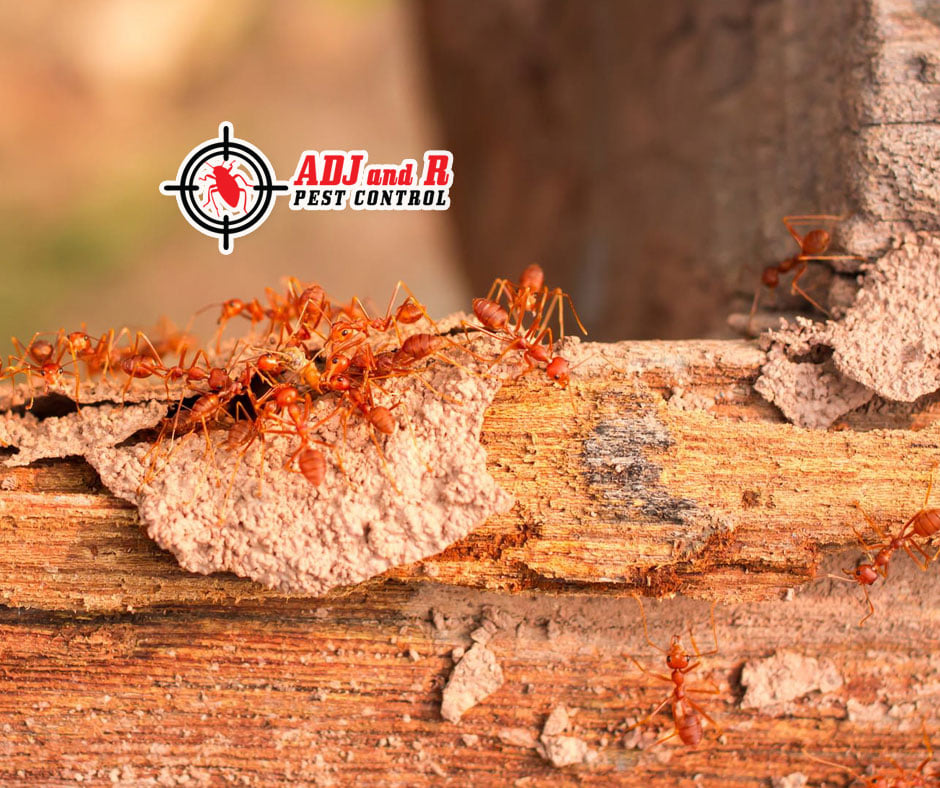 No matter how old or new your home is or where it is located, it is susceptible to termites and ants 1 Protect your home today!
