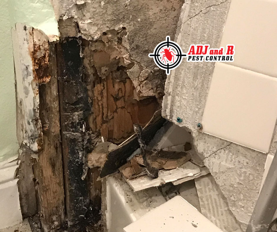 p17 - ADJ and R Pest Control Services in Davao City