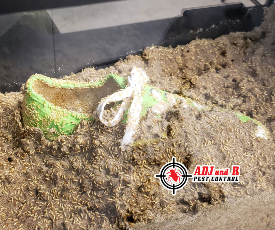 Will termite eat money, shoe or headphones?? The answer is YES! 1 Best Pest Control in Davao City