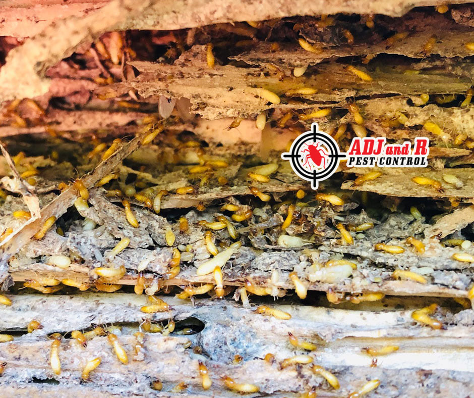 Termites, also known as the ‘silent destroyer’ 1 Best Pest Control in Davao City