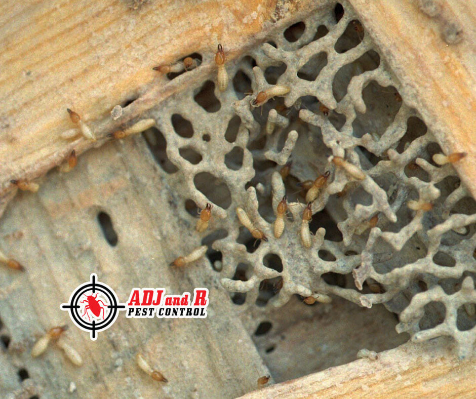Best Pest Control in Davao City