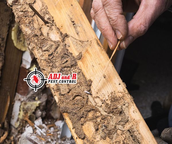Termite inspections of your properties by a expert and licensed controller are essential 1 Best Pest Control Davao