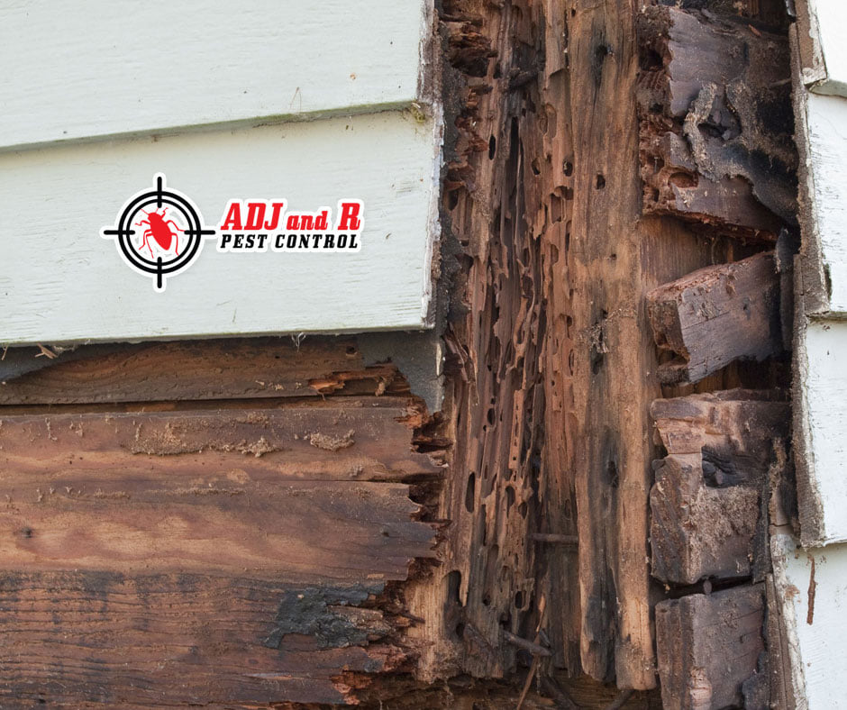 High moisture levels and the warmer weather are creating ideal conditions for timber termite attack 1 Best Pest Control in Davao City