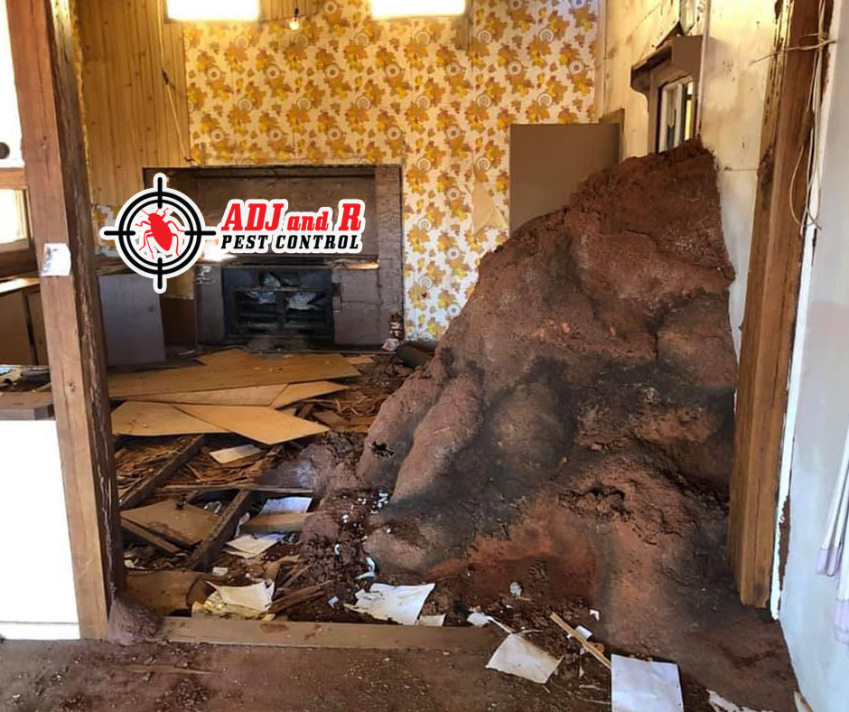 Termites and their nests come in all shapes and sizes 1 Best Pest Control Davao