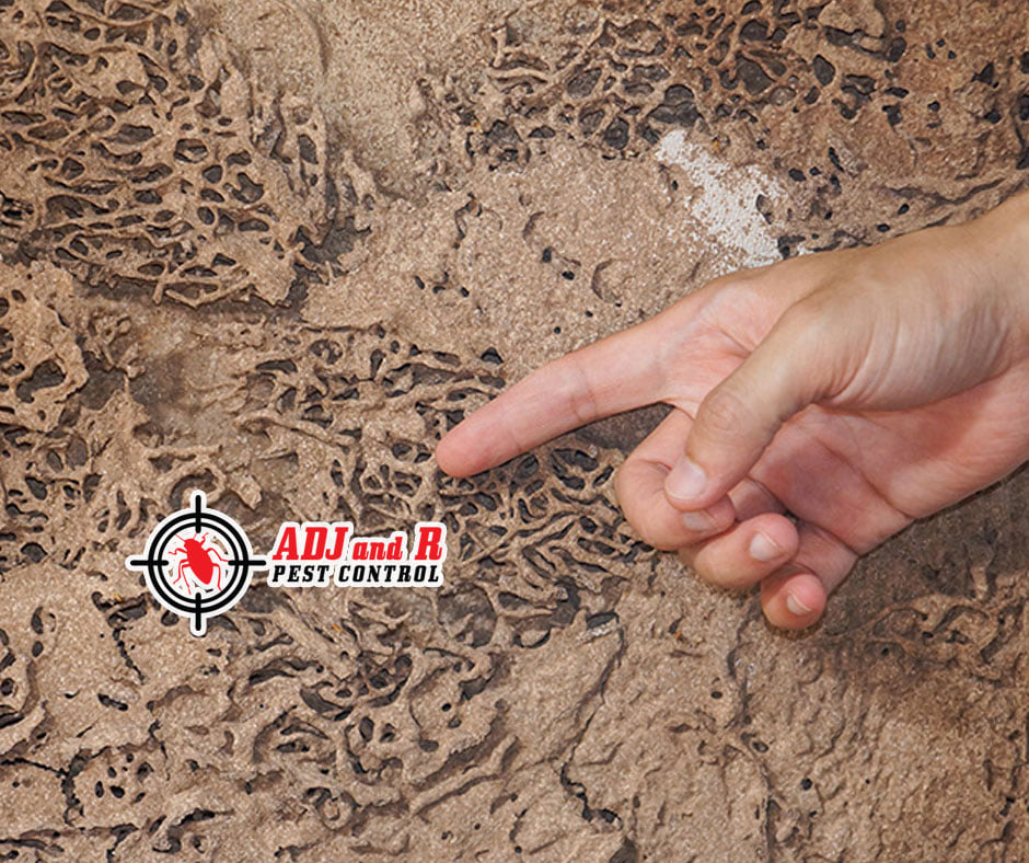 Best Pest Control Davao