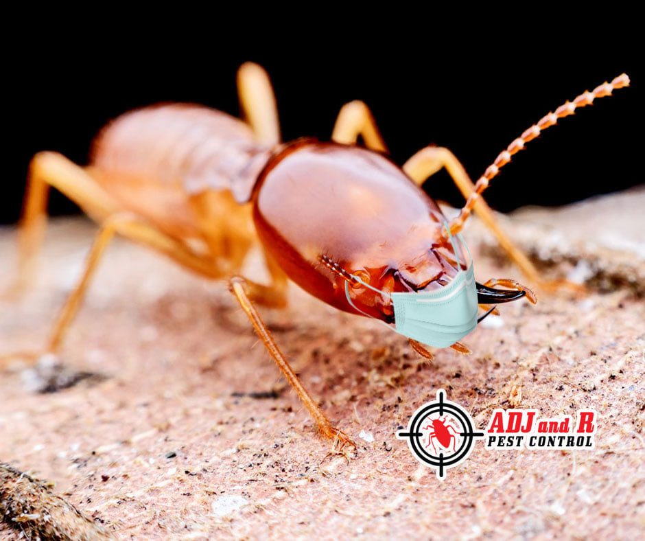 Termites are not affected by Covid-19 and can still cause damage during this time 1 Best Pest Control Davao