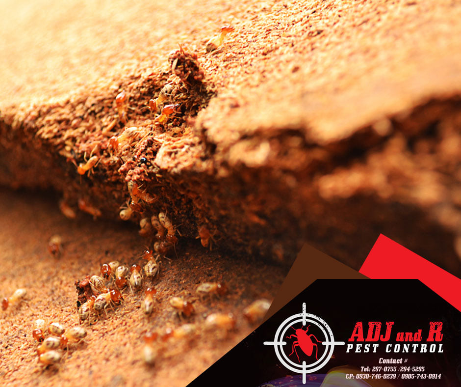 Buying a new home? It may still be occupied by unwanted termites 1 Best Pest Control in Davao City
