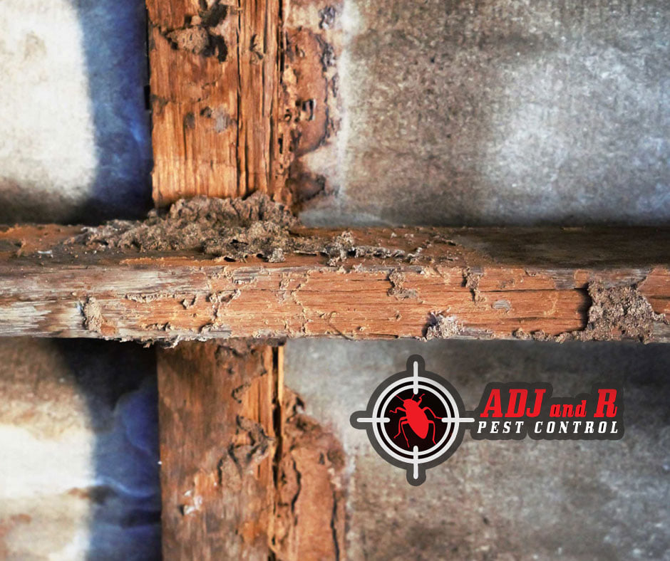 Can you feel the heat! We sure can and we’re excited! 1 Best Pest Control in Davao