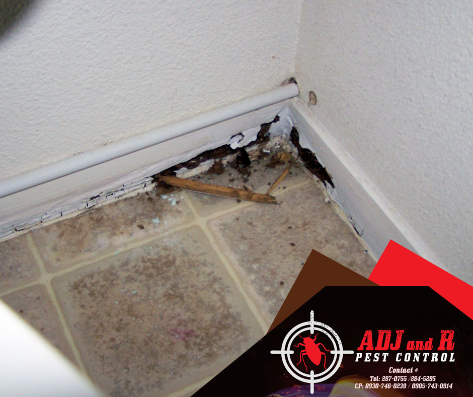 Termites just love water 1 Best Pest Control in Davao City
