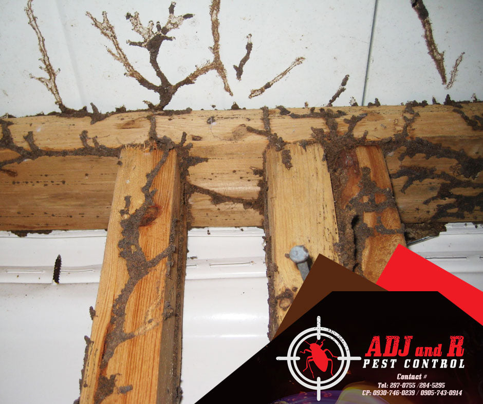 Termites have the ability to travel up to 100 meters in quest of food 1 Best Pest Control in Davao City