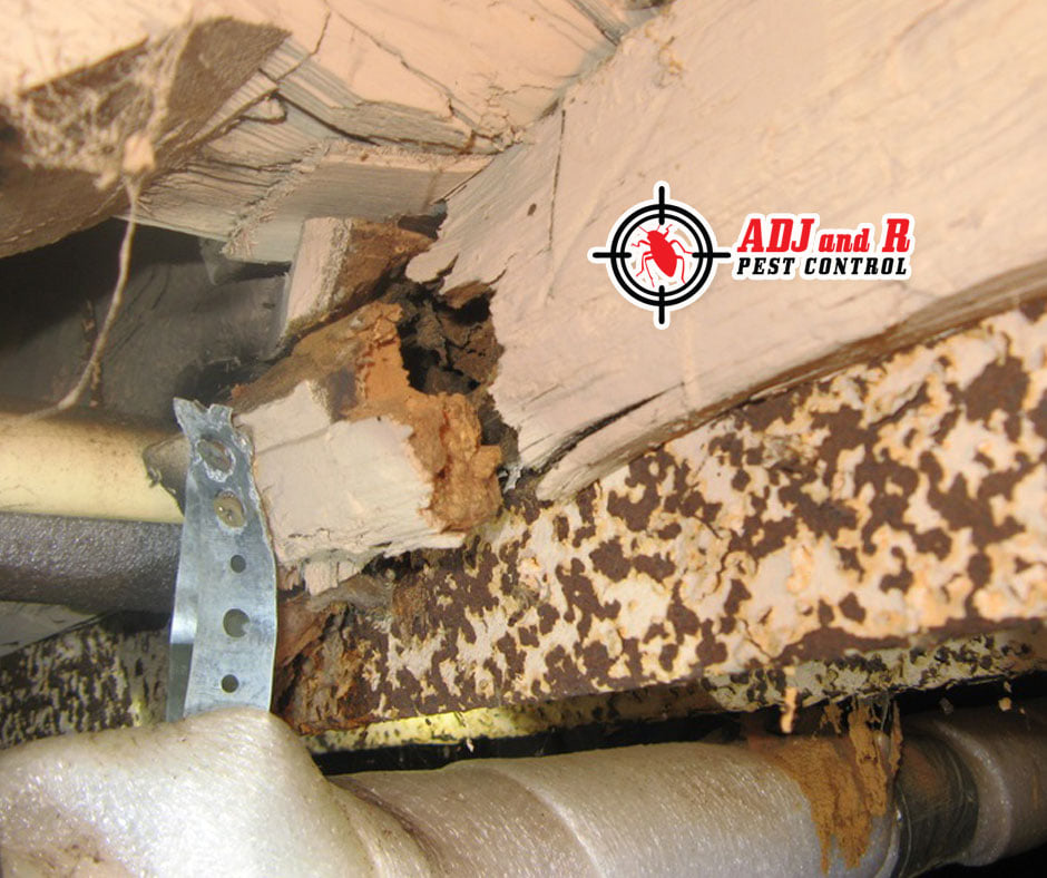 Insect invasions are never fun, but having a termite... 1 Best Pest Control in Davao City