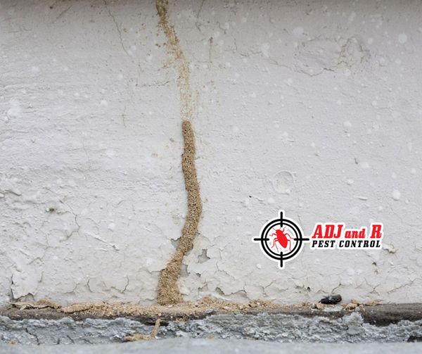 It's raining, it's pouring... 1 Best Pest Control in Davao City
