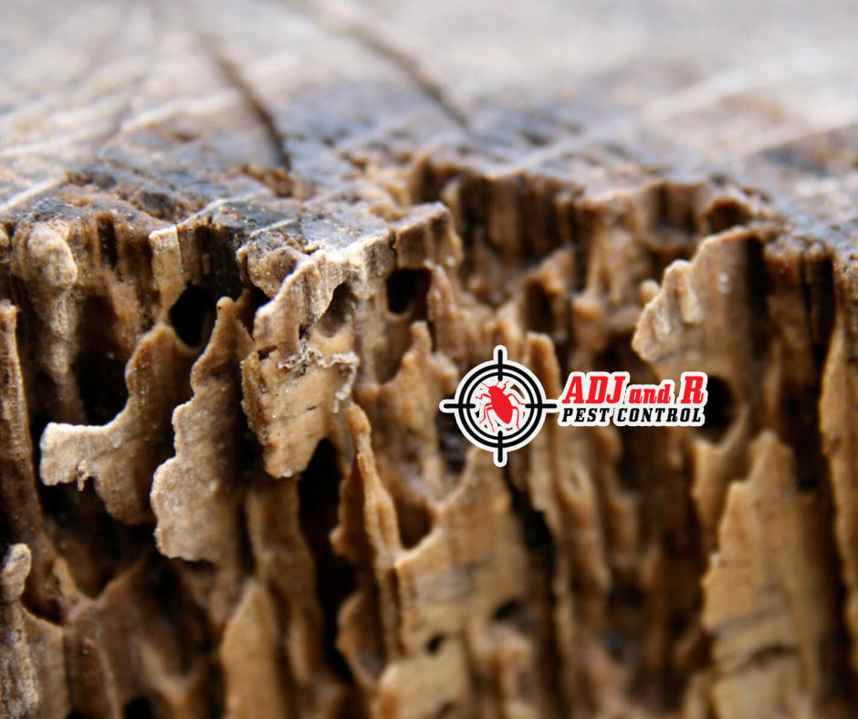 Termites/Anay can be more than just annoying 1 Best Pest Control in Davao