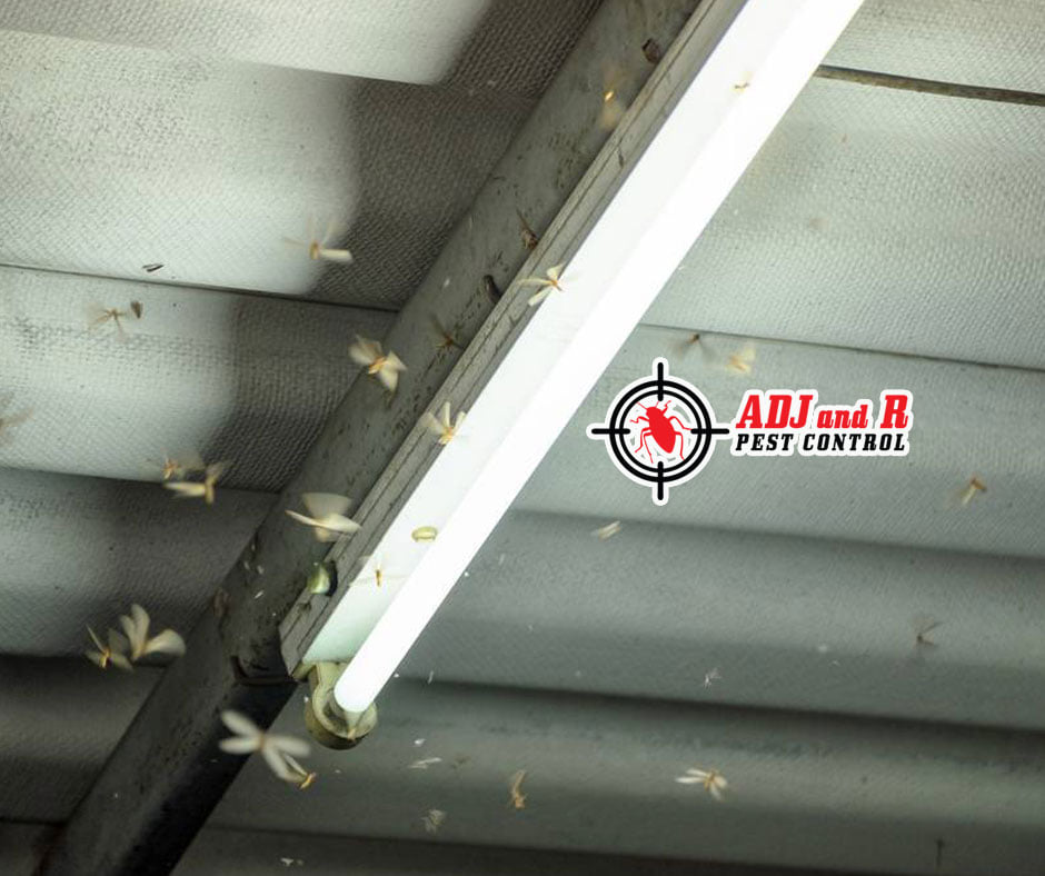 'When Termites Fly' 1 Best Pest Control in Davao