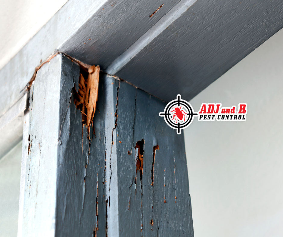 Best Pest Control in Davao
