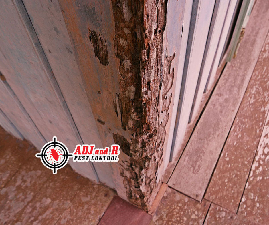 Termite damage is something that no homeowner... 1 p54 - ADJ and R Pest Control Services in Davao City