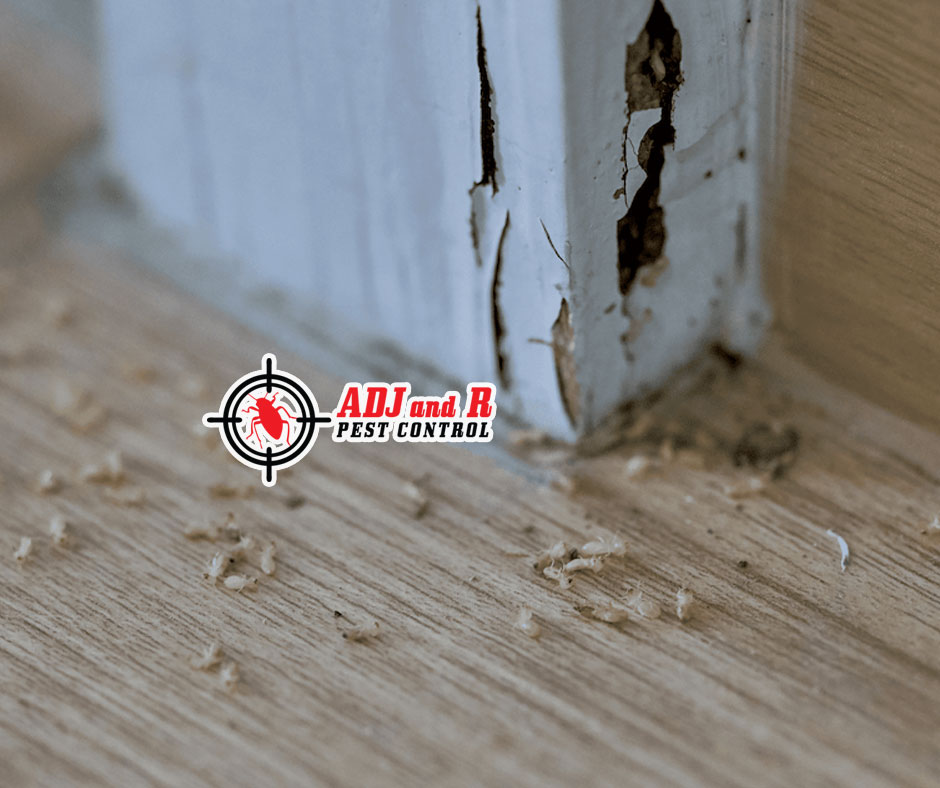 We've got an eye for a developing termite problem 1 p57 - ADJ and R Pest Control Services in Davao City