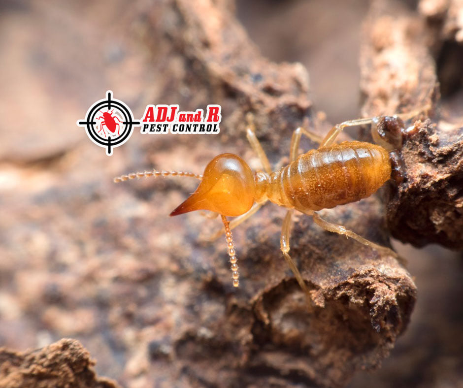The presence of termite or anay... 1 p58 1 - ADJ and R Pest Control Services in Davao City