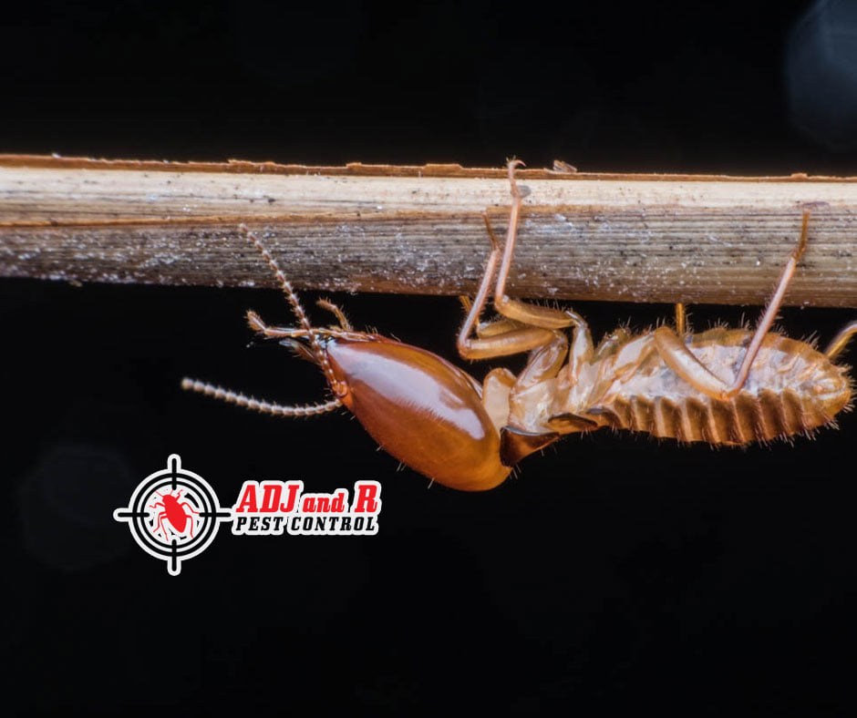 Why strain when you have the ability to control? 1 p65 1 - ADJ and R Pest Control Services in Davao City