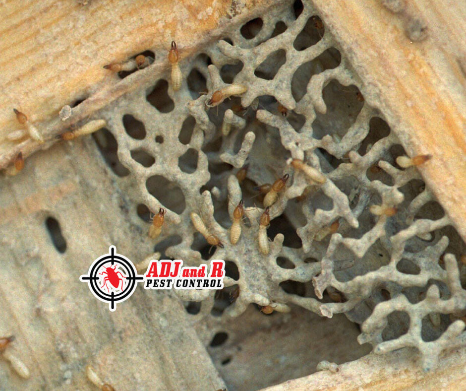 We identify your problems... 1 p67 - ADJ and R Pest Control Services in Davao City