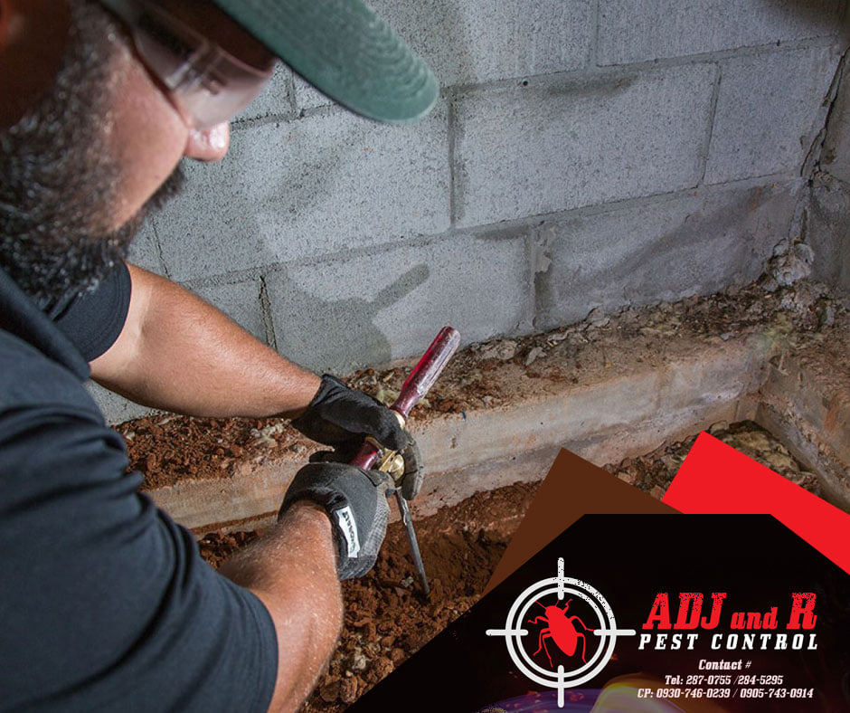 In the situation that you have termites... 1 p68 - ADJ and R Pest Control Services in Davao City