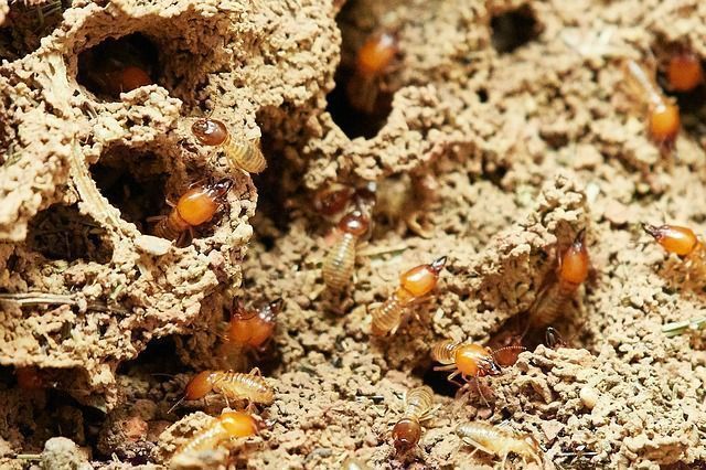 How Often Should Your Home's General Pest Control in Davao Be Conduct?