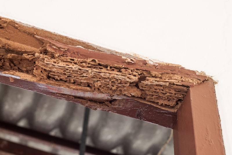 Our termite control firm in Davao contributes to the protection of your house