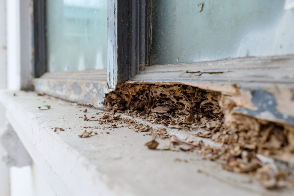 Why termite control is worth the money