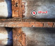 Termites/anay are quietly…