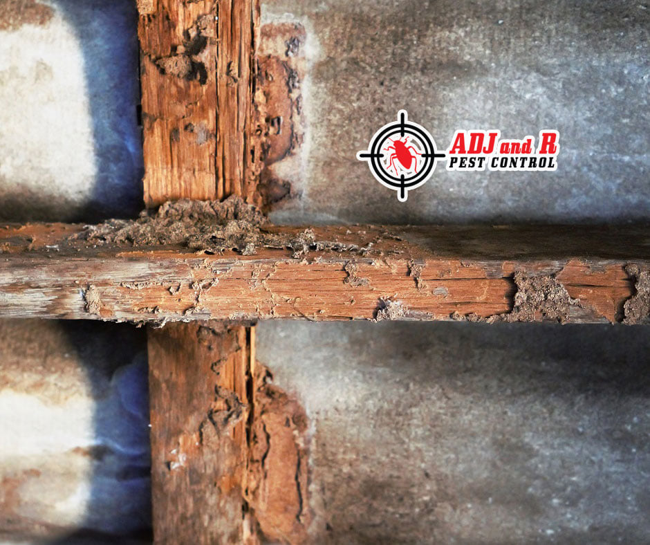 Termites/anay are quietly... 1 Best Pest Control in Davao