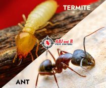 Can you tell the difference between termites and ants?