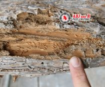 Treat termites the same way…
