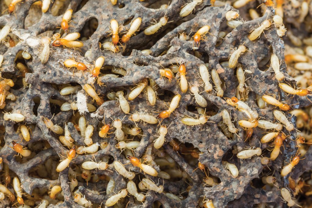 Pest Diseases Prevention