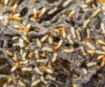 Pest Diseases Prevention