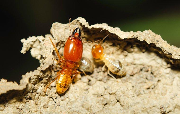 Harmful Diseases You Will Get from Termites and Other Pests