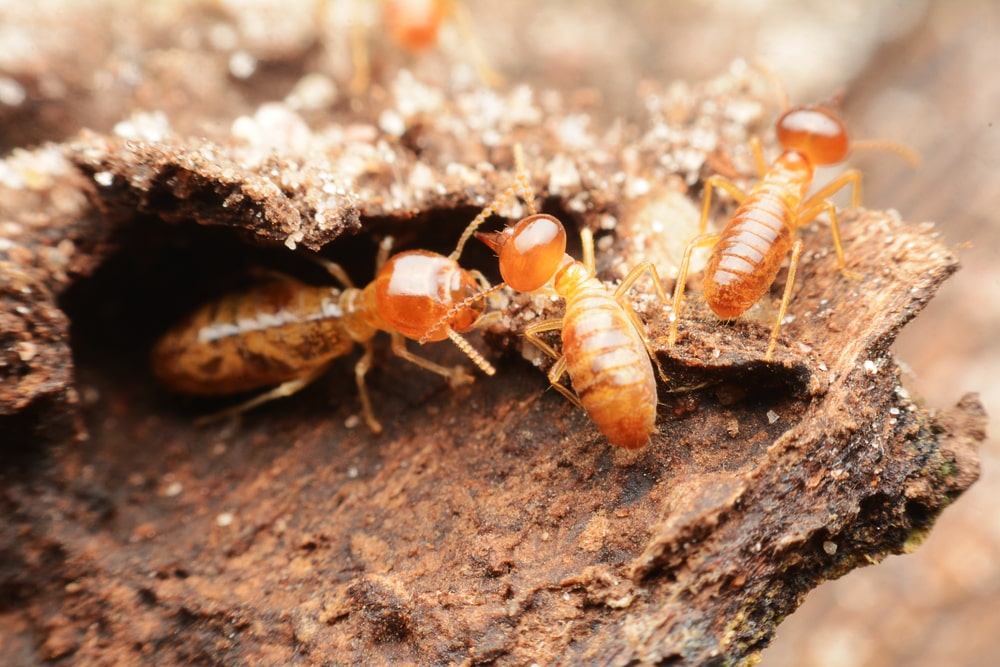 Termites and the Threat They Pose to Your Home and Health