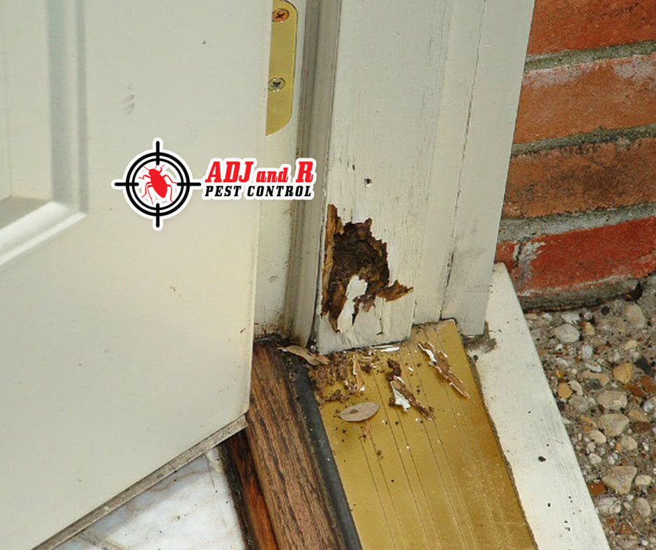 Have you noticed anything... 1 best pest control in Davao