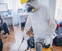 Why do we have pests at home?