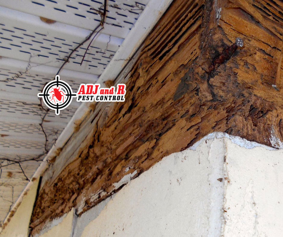 Can you imagine the damage of termites... 1 best pest control in Davao