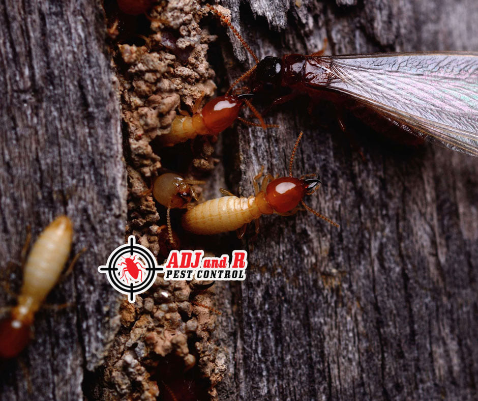 Finding termite entry points... 1 best pest control in Davao