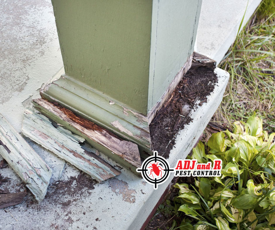 Not only can termite damage your property... 1 best pest control in Davao