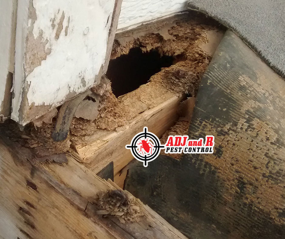 Did you know that water attracts termites too? 1 best pest control in Davao