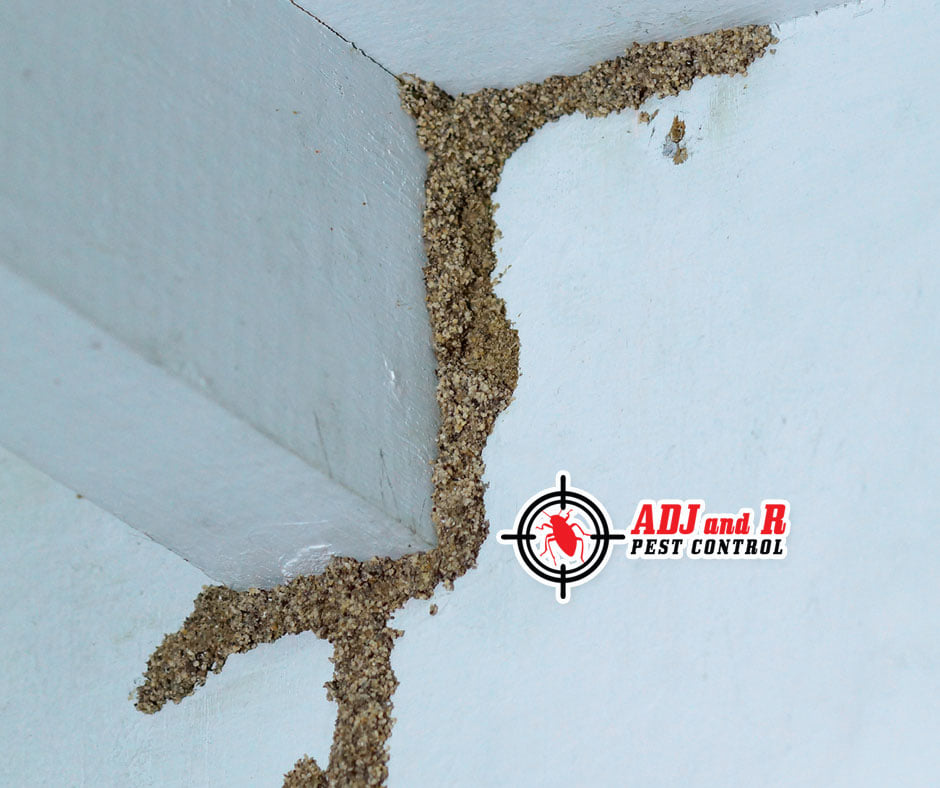 Even if you assume your home... 1 best pest control in Davao