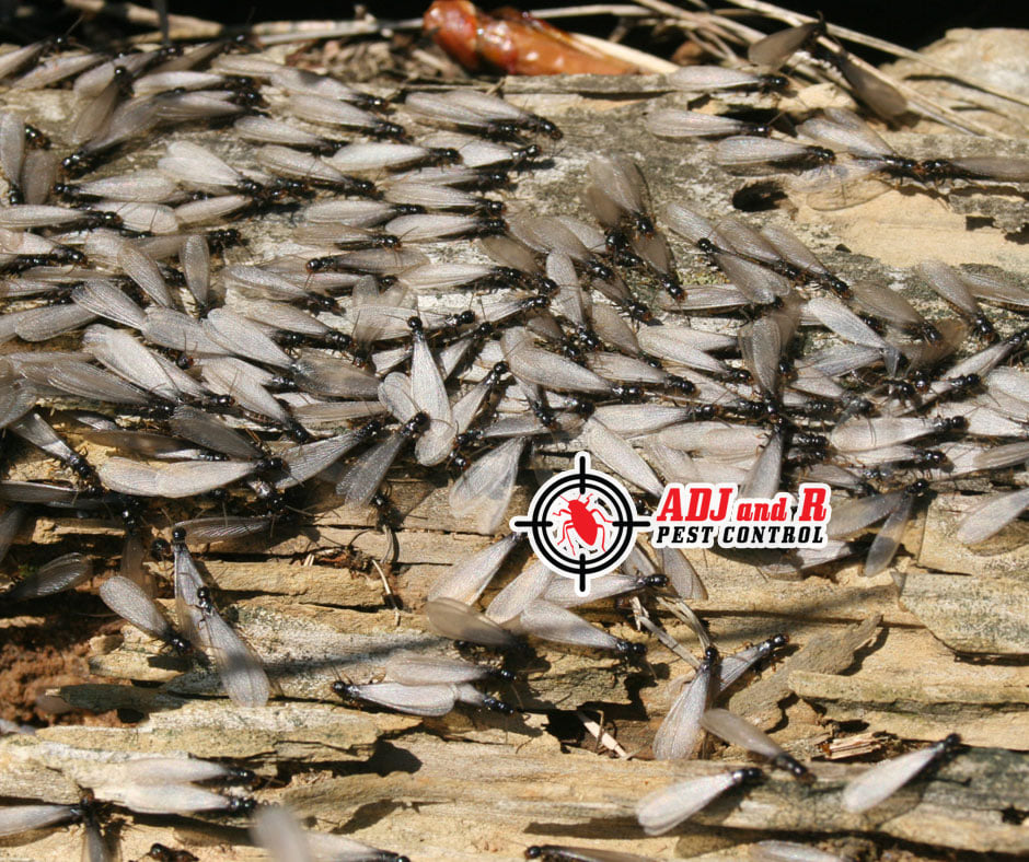 Do you know that termites have been... 1 best pest control in Davao