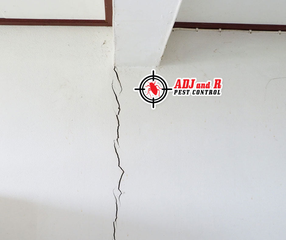 The longer you wait, the larger... 1 best pest control in Davao