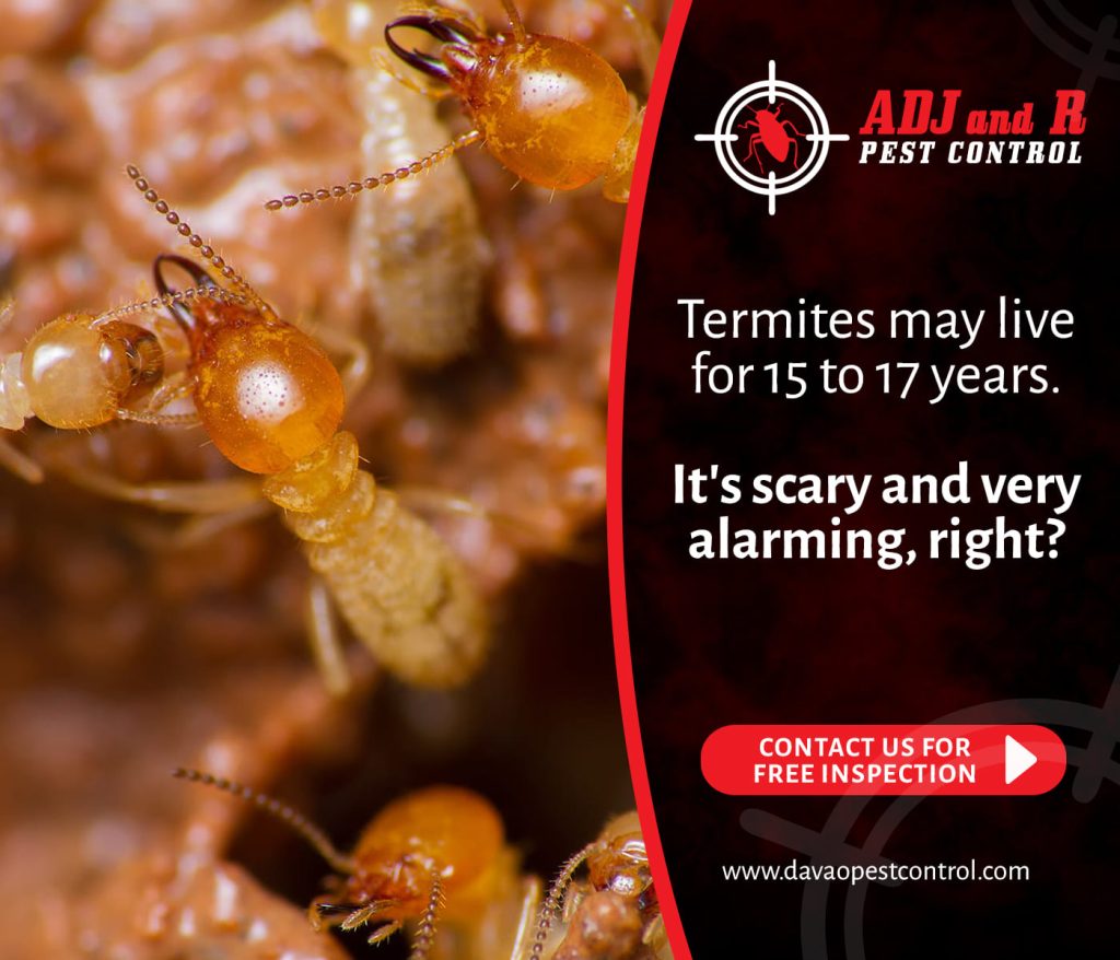 Termites may live for 15 to 17 years 1 best pest control in Davao
