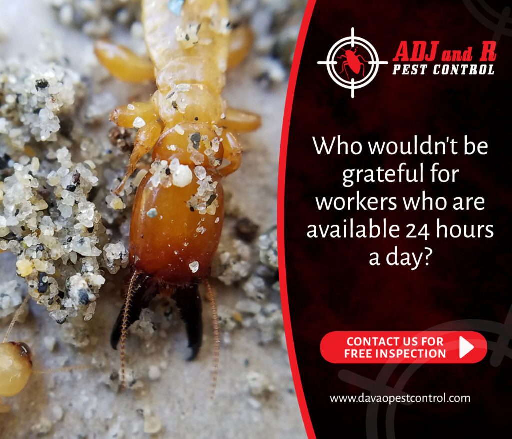 Who wouldn't be grateful for workers... 1 best pest control in Davao