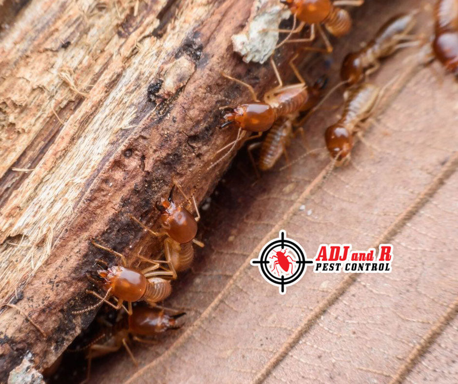 Delaying treatment, neglecting to take preventive measures 1 best pest control in Davao