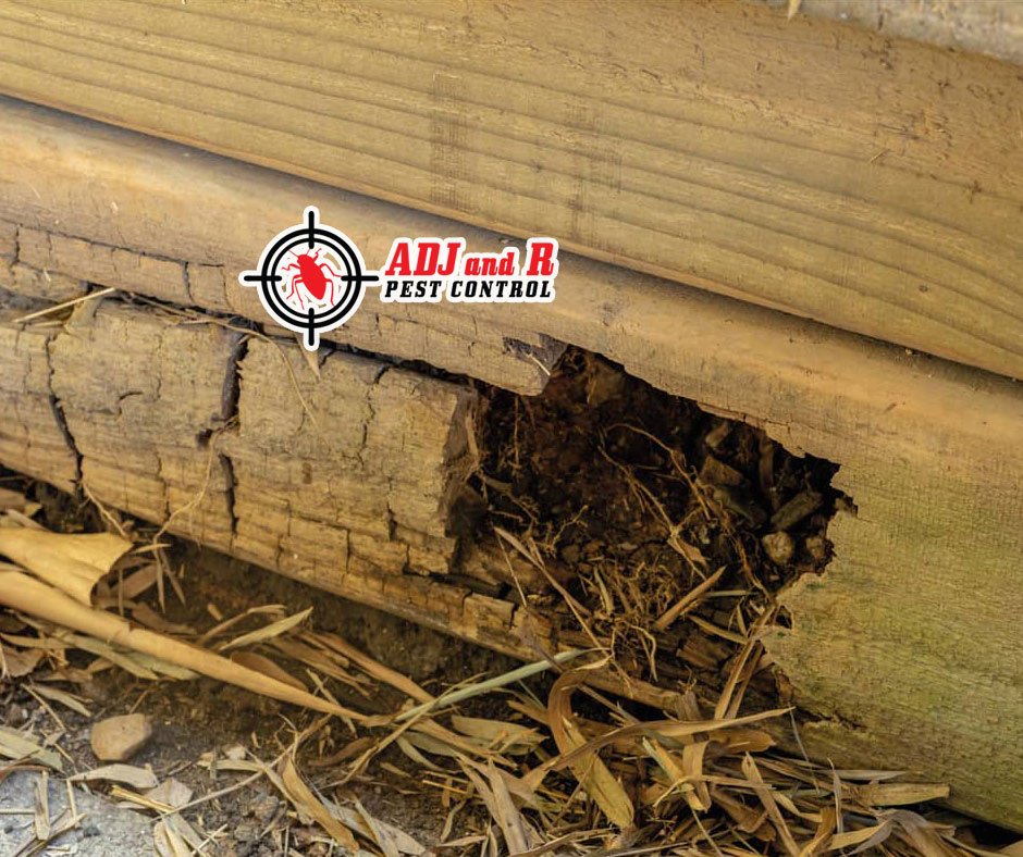 When it comes to termite protection, there are a variety of long-term repercussions 1 best pest control in Davao